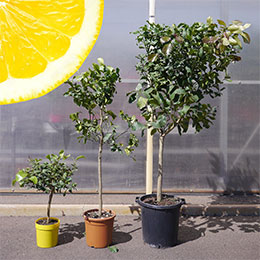 Lemon Tree, '4 seasons'
